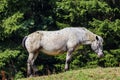 White horse with black dots grazing on green grass on a pasture on a sunny day Royalty Free Stock Photo