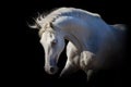 White horse on black Royalty Free Stock Photo