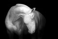 White horse on black