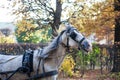 White horse with blinkers on his eyes