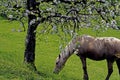 White horse in blooming apple trees. Royalty Free Stock Photo