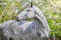 White horse in blossom Royalty Free Stock Photo