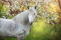 White horse in blossom Royalty Free Stock Photo