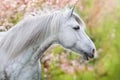 White horse in blossom Royalty Free Stock Photo