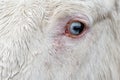 White horse blue eye Royalty Free Stock Photo