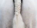 White horse: a braid tail Royalty Free Stock Photo