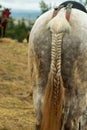 White horse: a braid tail close-up Royalty Free Stock Photo