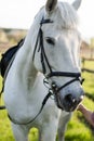White Horse In Bridle And Saddle