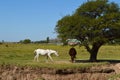 White horse brown horse conquest Royalty Free Stock Photo