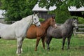 A White Horse, Brown Horse, and Gray Appaloosa Horse Standing Side by Side in a Pasture Royalty Free Stock Photo