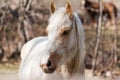 White horse Royalty Free Stock Photo