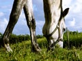 white horse browsing Royalty Free Stock Photo