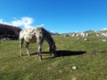 White horse in a bucolic landscape