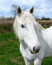 White horse in Camargue, France Royalty Free Stock Photo