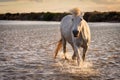 White horse in Camargue, France Royalty Free Stock Photo