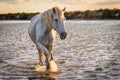 White horse in Camargue, France Royalty Free Stock Photo