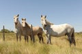 White Horse (Camargue, France) Royalty Free Stock Photo