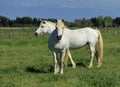 White horse, Camargue, France Royalty Free Stock Photo