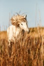 White horse of Camargue