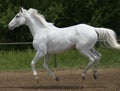 White horse canter Royalty Free Stock Photo