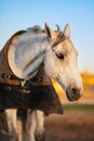 White horse with caparison in the farm yard Royalty Free Stock Photo