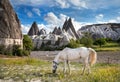 White horse in Cappadocia