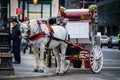 White Horse and Carriage Royalty Free Stock Photo