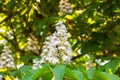 White horse-chestnut Conker tree, Aesculus hippocastanum blossoming flowers on branch with green leaves background. Royalty Free Stock Photo
