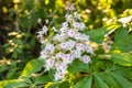White horse-chestnut Conker tree, Aesculus hippocastanum blossoming flowers on branch with green leaves background. Royalty Free Stock Photo