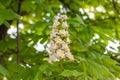 White horse-chestnut Conker tree, Aesculus hippocastanum blossoming flowers on branch with green leaves background.