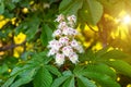 White horse-chestnut Conker tree, Aesculus hippocastanum blossoming flowers on branch with green leaves background. Royalty Free Stock Photo