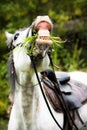 White horse chewing grass Royalty Free Stock Photo