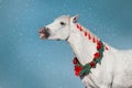 White horse smile in christmas wreath Royalty Free Stock Photo