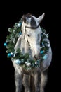 White horse with christmas wreath Royalty Free Stock Photo