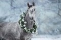 White horse with christmas wreath Royalty Free Stock Photo