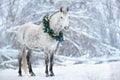 White horse with christmas wreath Royalty Free Stock Photo