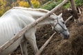 White horse close-up eating straw while in a stall behind a fence. Purebred white horse eating hay. Selective focus, Royalty Free Stock Photo