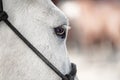 White horse close-up eye detail. View from the rear with large visual field. Royalty Free Stock Photo