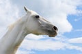White horse close up portrait on blue sky and fluffy white clouds background. Horse Royalty Free Stock Photo