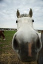 White horse closeup portrait. Horses glaze on a cloudy spring day. Funny face close-up Royalty Free Stock Photo