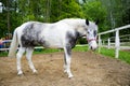 White horse in dapple grey thoroughbred racing. Royalty Free Stock Photo