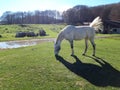 White horse in a bucolic landscape