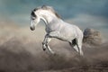 White Horse in desert dust Royalty Free Stock Photo