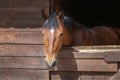 White horse, detail - only head visible out from wooden stables box Royalty Free Stock Photo