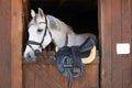 White horse, detail - only head visible out from wooden stables box Royalty Free Stock Photo