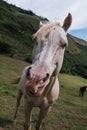 white horse, dirty face, green background, beautiful horse Royalty Free Stock Photo