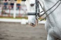 White horse during dressage competition, bridle, saddle and rider Royalty Free Stock Photo
