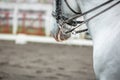 White horse during dressage competition, bridle, saddle and rider Royalty Free Stock Photo