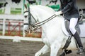 White horse during dressage competition, bridle, saddle and rider Royalty Free Stock Photo