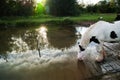 White horse drinking at the lakeside at sunset